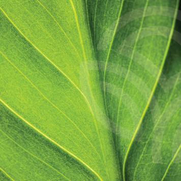 Liquid Chlorophyll NSP NSP, модель 1580 | Изображение № 1