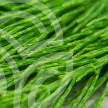 HSN-W NSP  HSN-W NSP NSP, model 935 | Image № 1